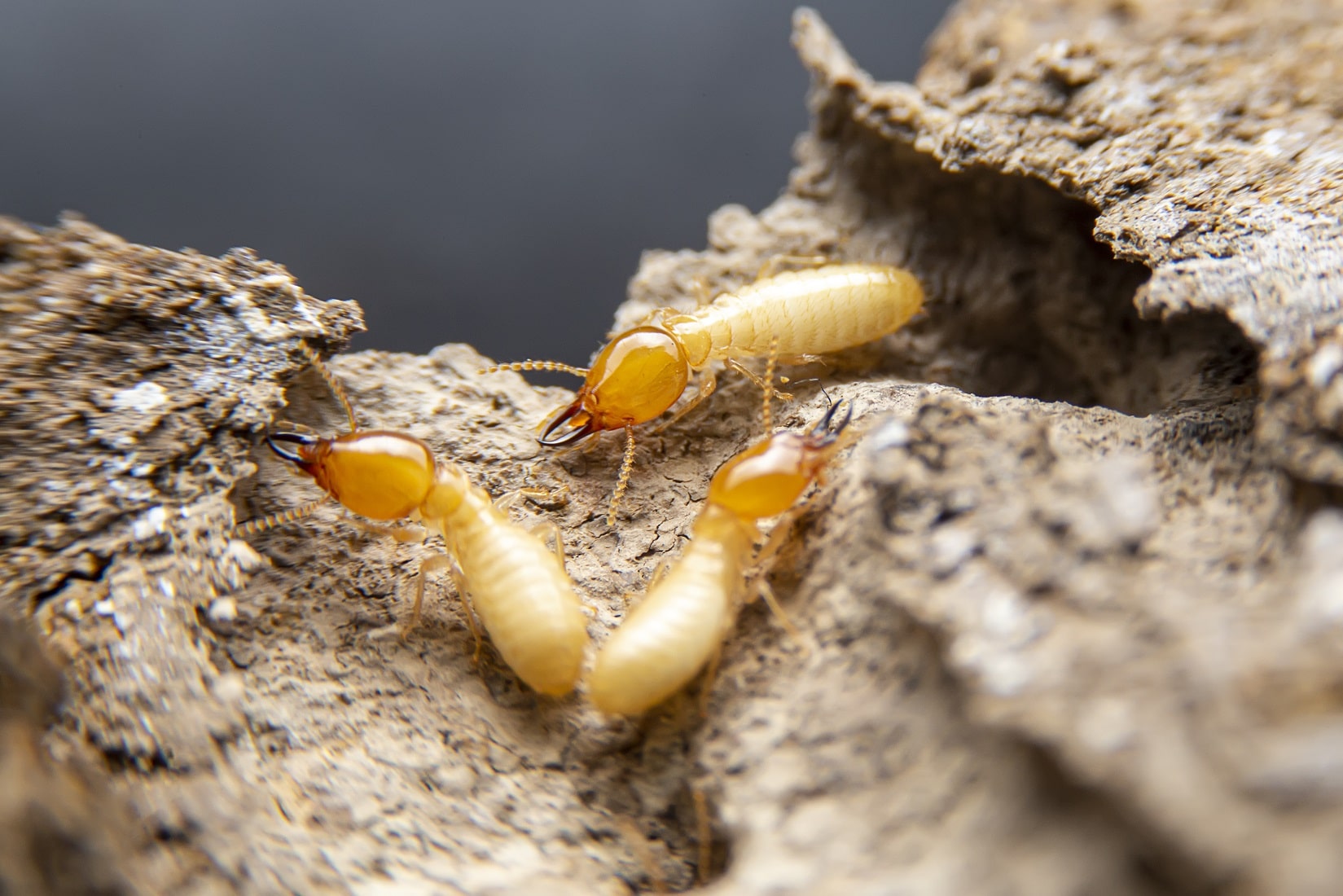 Termite Damage And Real Estate